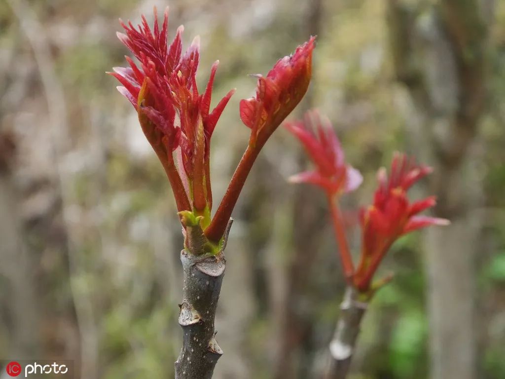 《中国烹饪百科全书》中将椿芽分为青芽与红芽:青芽呈青绿色,质好而