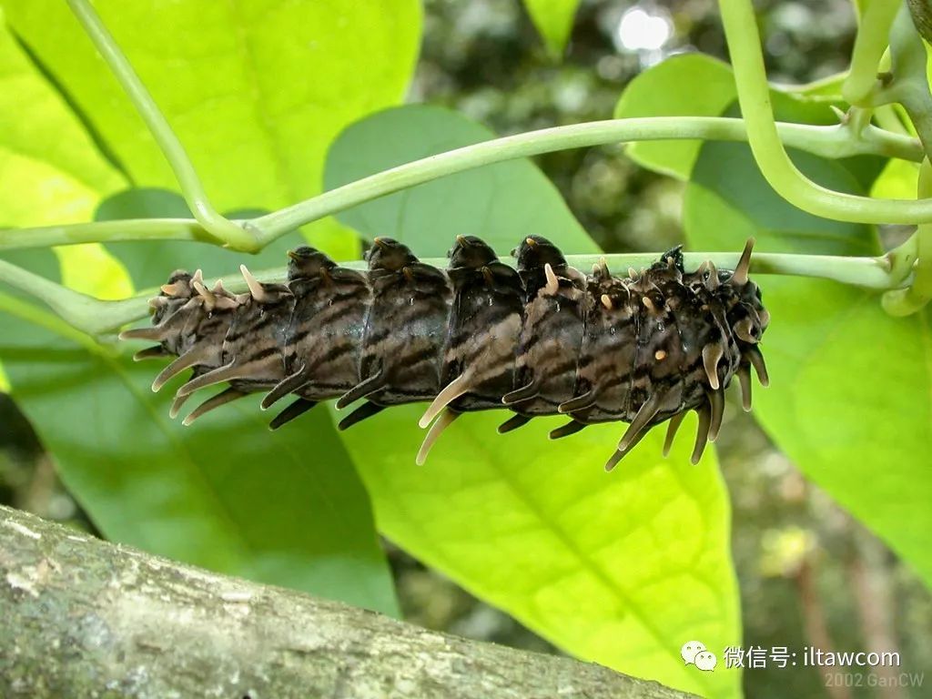 物种图册-翠叶红颈凤蝶|凤蝶_新浪新闻