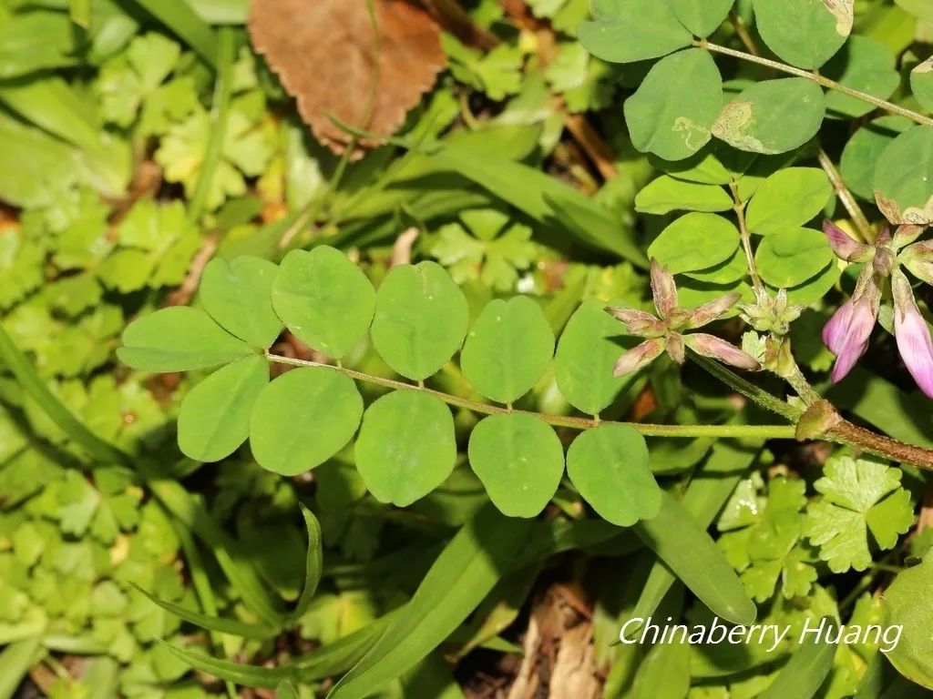 紫云英婀娜的花朵.