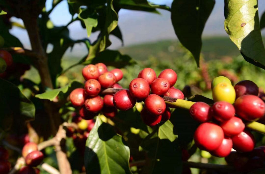 他们不仅上阵采咖啡,还比拼咖啡冲煮技艺