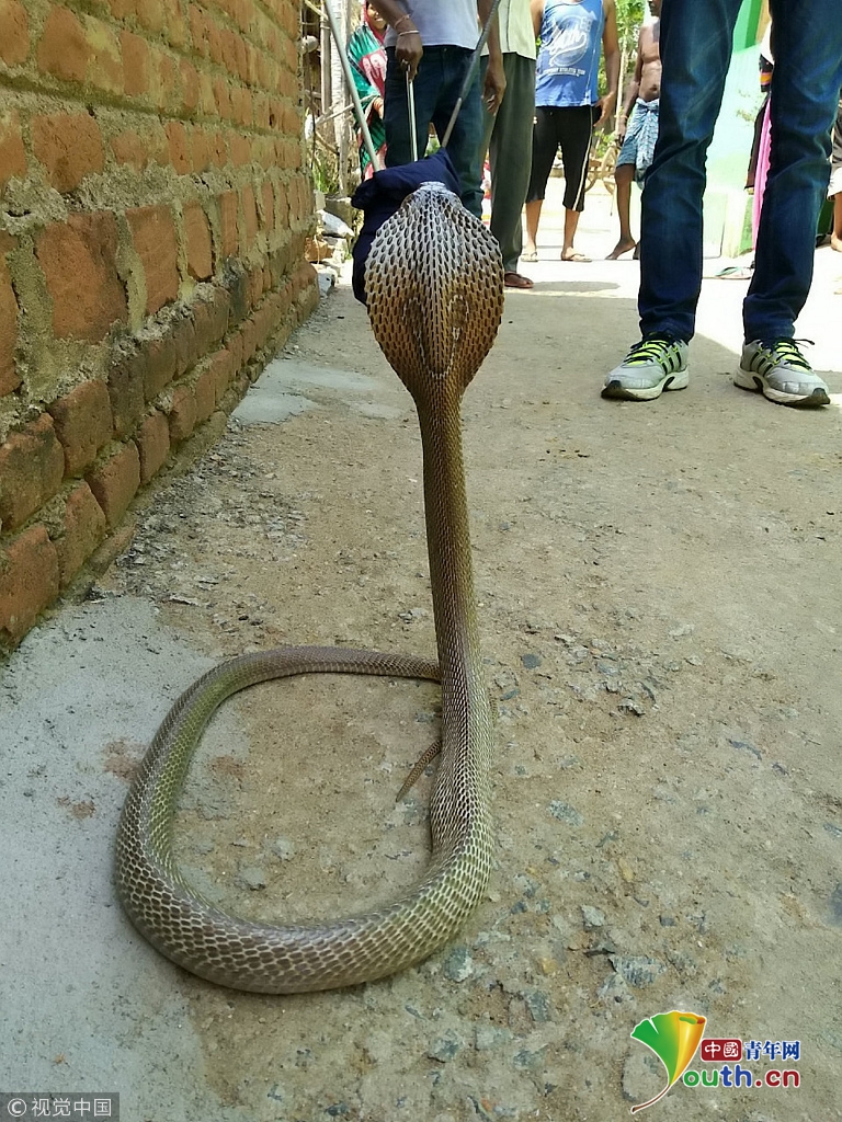印度一眼镜蛇被捉后连吐11个洋葱 场面神奇