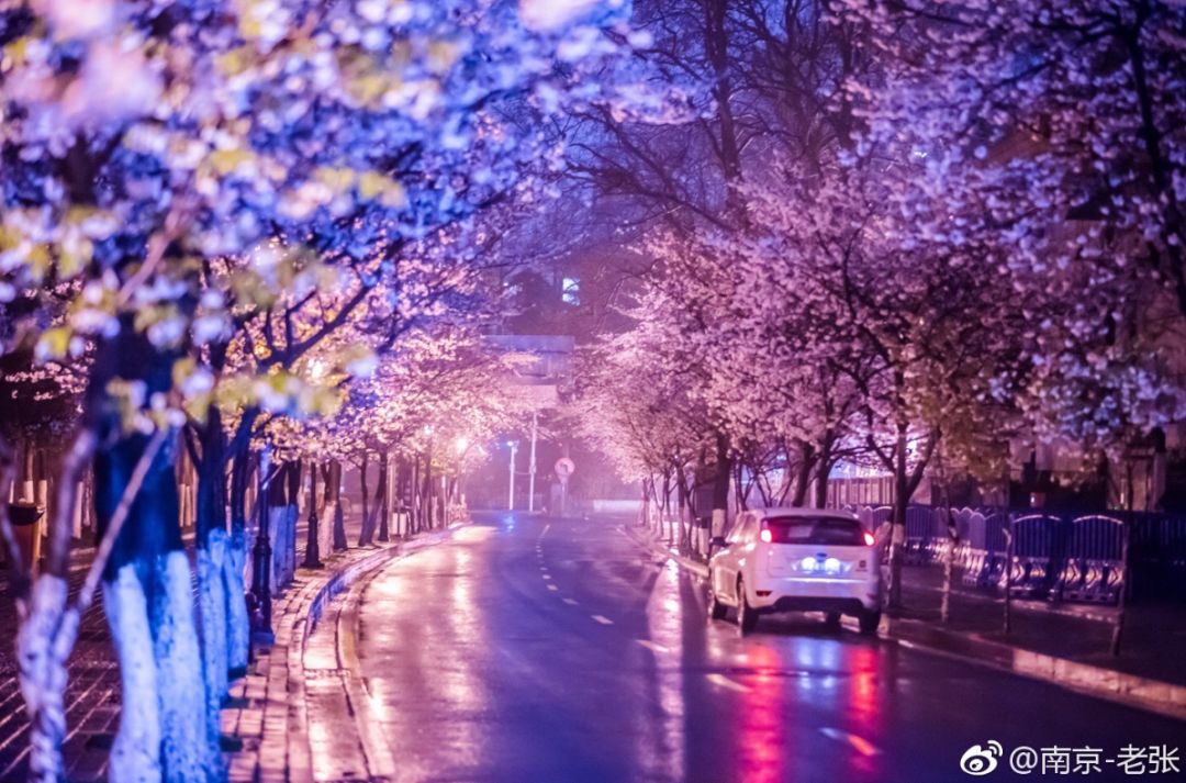 这一次全国人都怒了这样的樱花雨真的美吗