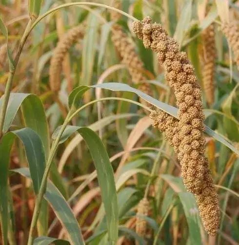 《粮食传说》声画连载22 糜子恒久远,一颗永流传!