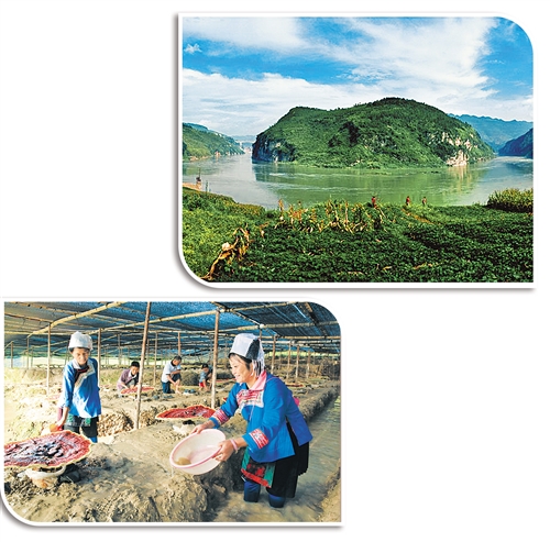 任志平摄下图 贵州榕江县共种植中药材6826亩,主要品种有铁皮石斛