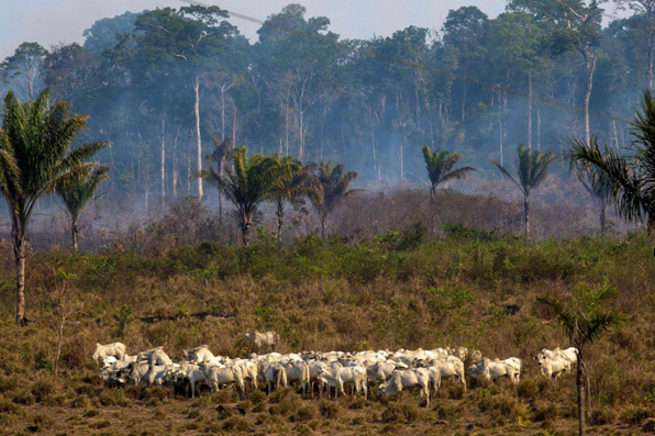  8月25日，地处亚马孙雨林的巴西帕拉州的一处牧场，牛群吃着草，远处有森林被烧毁的迹象。