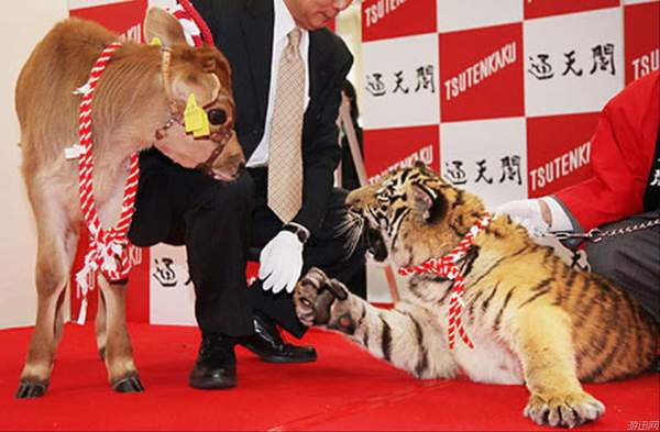 岛国新年生肖交接仪式一览龙年代表颇为惹眼