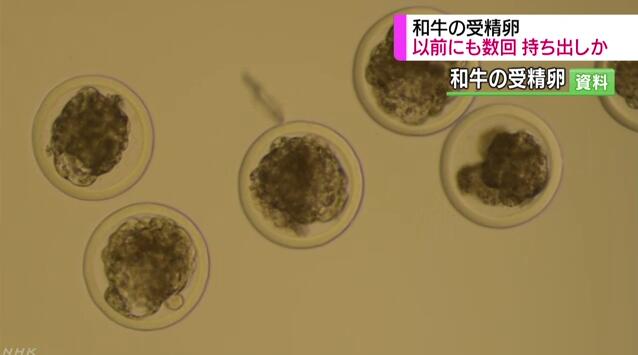 日本逮捕2名涉嫌将和牛遗传资源送往中国的日本人