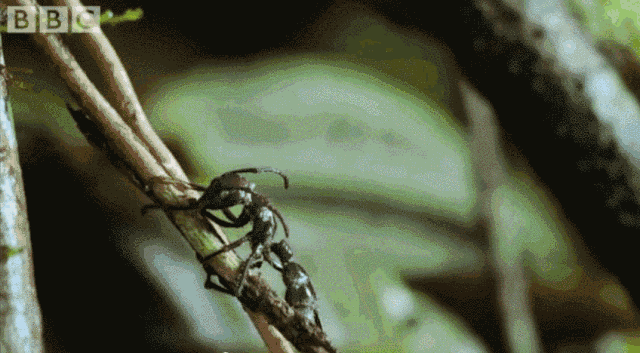 丧尸片的灵感来源就在我们的生活之中|冬虫夏草|丧尸|蚂蚁_新浪新闻