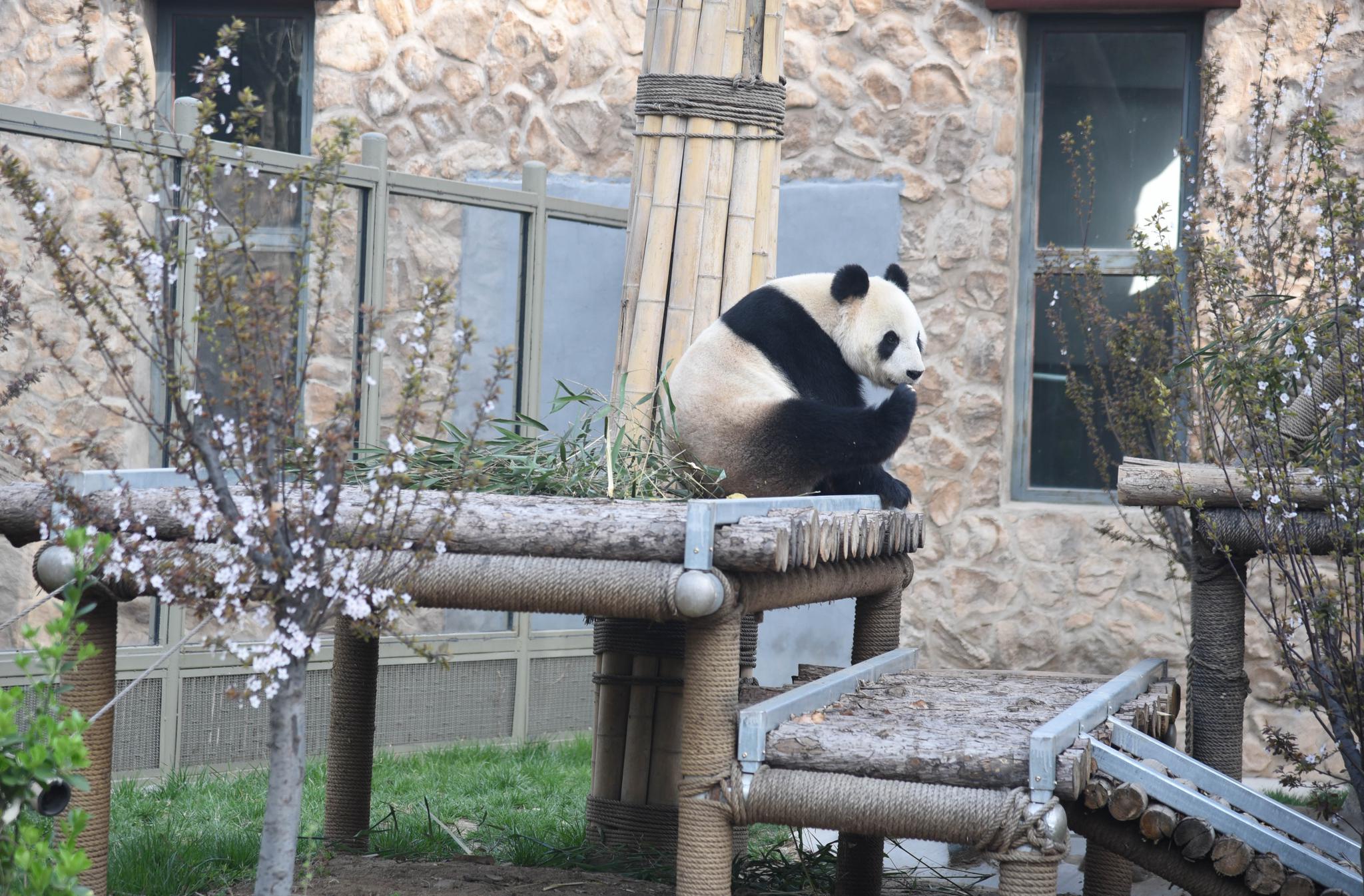济南动物园恢复开园