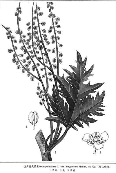 中药里的鸡爪大黄手绘图