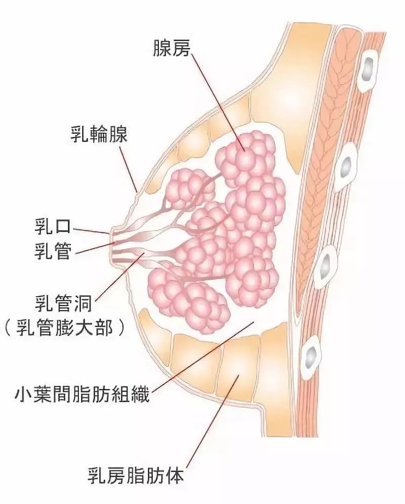 什么是胸下面部位图片