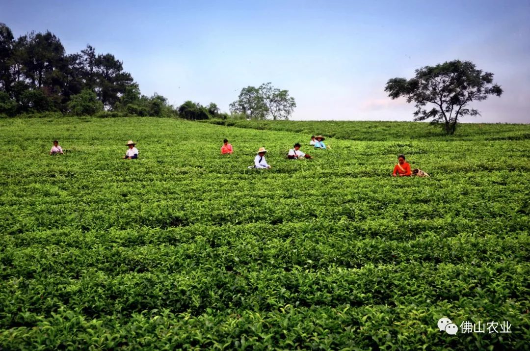 佛山竟藏着绝美的茶山,春茶进入最佳采摘季