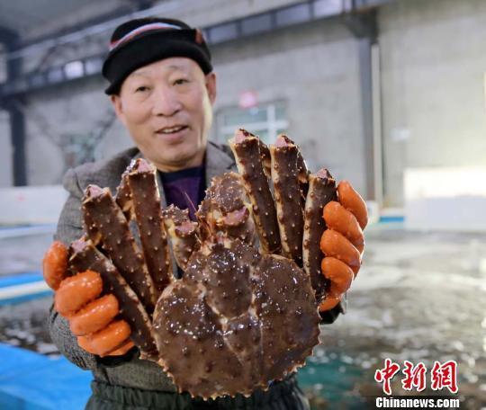 　　一名工人从储养池捞取帝王蟹展示 珲春官方供图