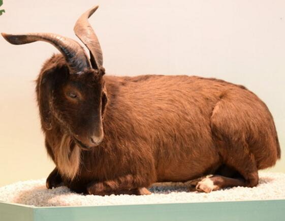 贵州小伙销售黔北麻羊,创收超过29万元