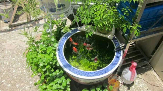 养金鱼的男人,一定要先学会"养苔"|金鱼|养鱼|绿水_新浪新闻