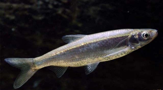 还有一种鱼叫做"半线丹",长得和金线丹很相似.