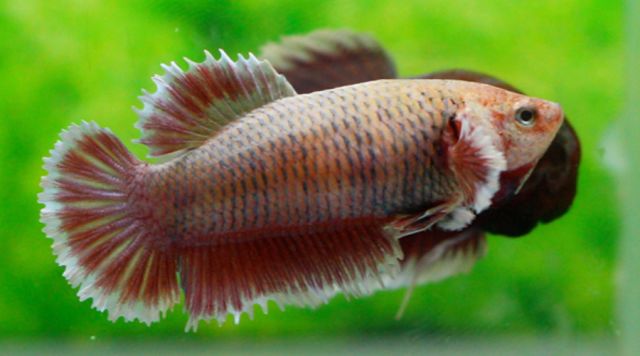 我假装认识泰国斗鱼很多年,你呢?