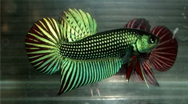 我假装认识泰国斗鱼很多年,你呢?