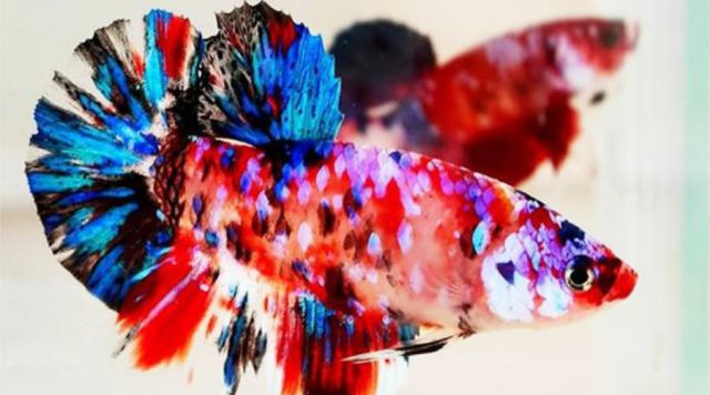 我假装认识泰国斗鱼很多年,你呢?