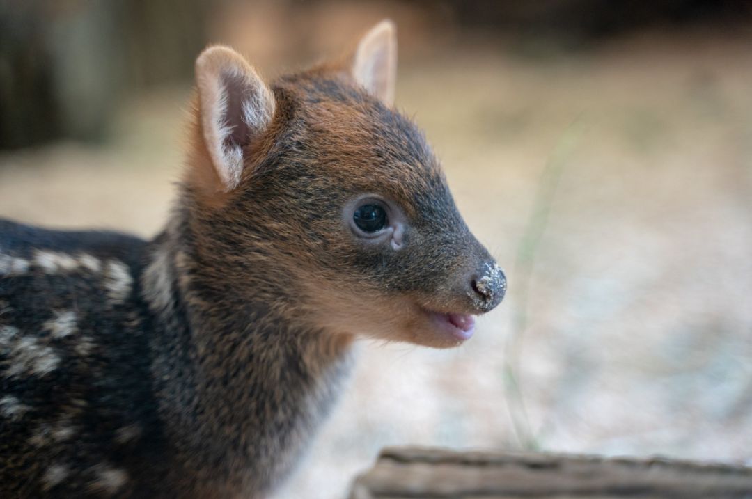 听说自从这只小鹿出生后,日本人很少去奈良看鹿了.
