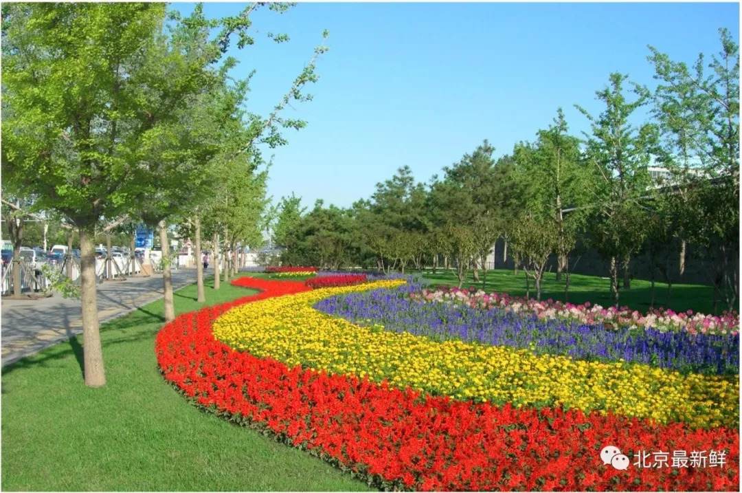 国庆天安门广场长安街摆花方案公布|天安门广场|花坛|长安街_新浪新闻