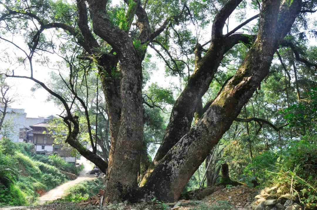 从江县西山镇田底村——被古香樟树环绕的传统村落