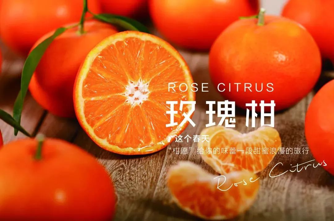 饱满汁多还带有玫瑰香气来自从化的玫瑰柑清甜爽口惹人爱