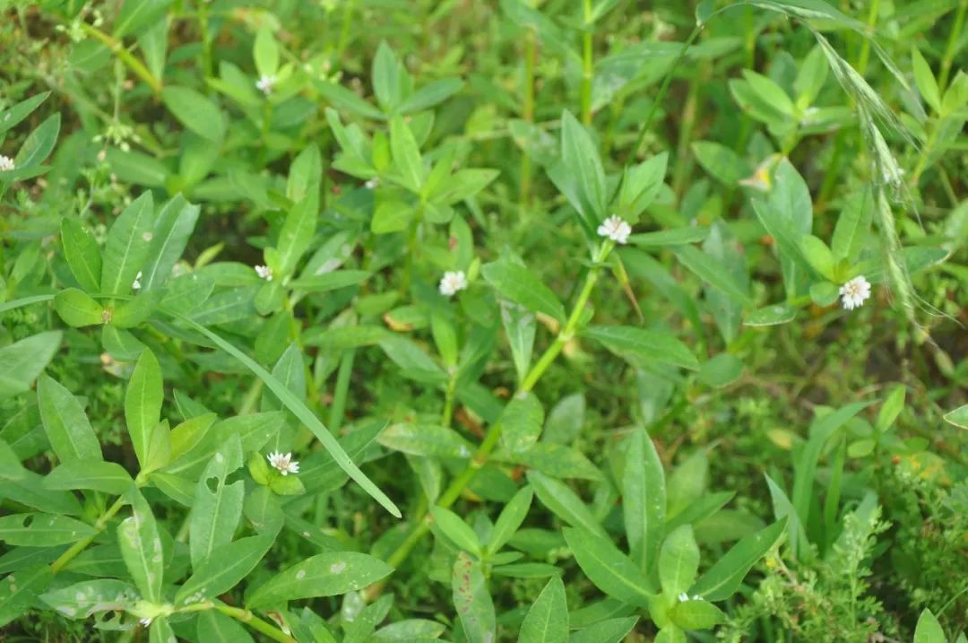 互花米草|水花生|水葫芦_新浪新闻