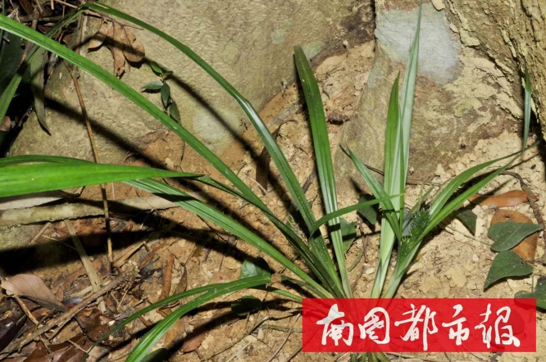 中国热科院官宣海南发现11个特有新物种