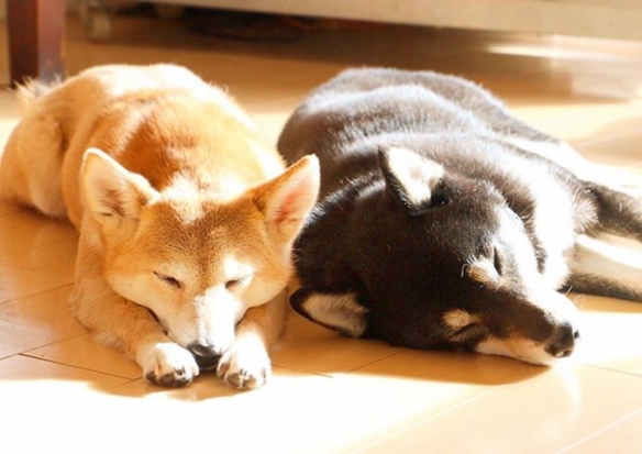 日本柴犬兄妹暖心萌图走红网络 开启宠妹模式一起看遍美景