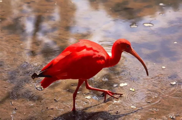 潘安湖里有个鸟类"联合国",国鸟云集,转一趟相当于