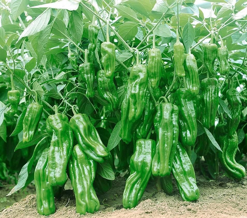 龙江丰收画卷小蔬菜有大作为黑龙江蔬菜产业向品牌化梳妆打扮