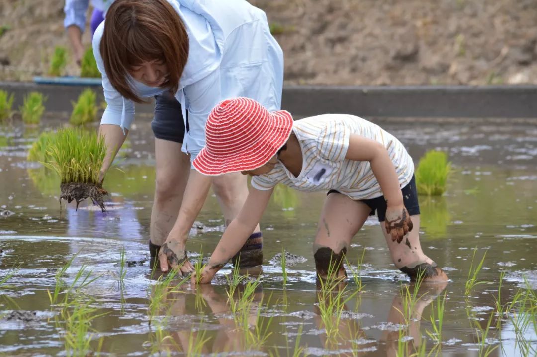 插秧也要从家庭,从儿童抓起