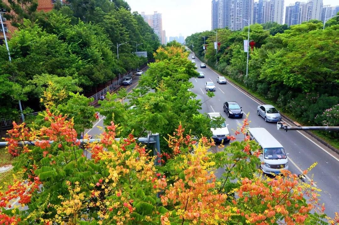 深圳人生活在森林城市是种啥感受遛个弯就到社区公园了