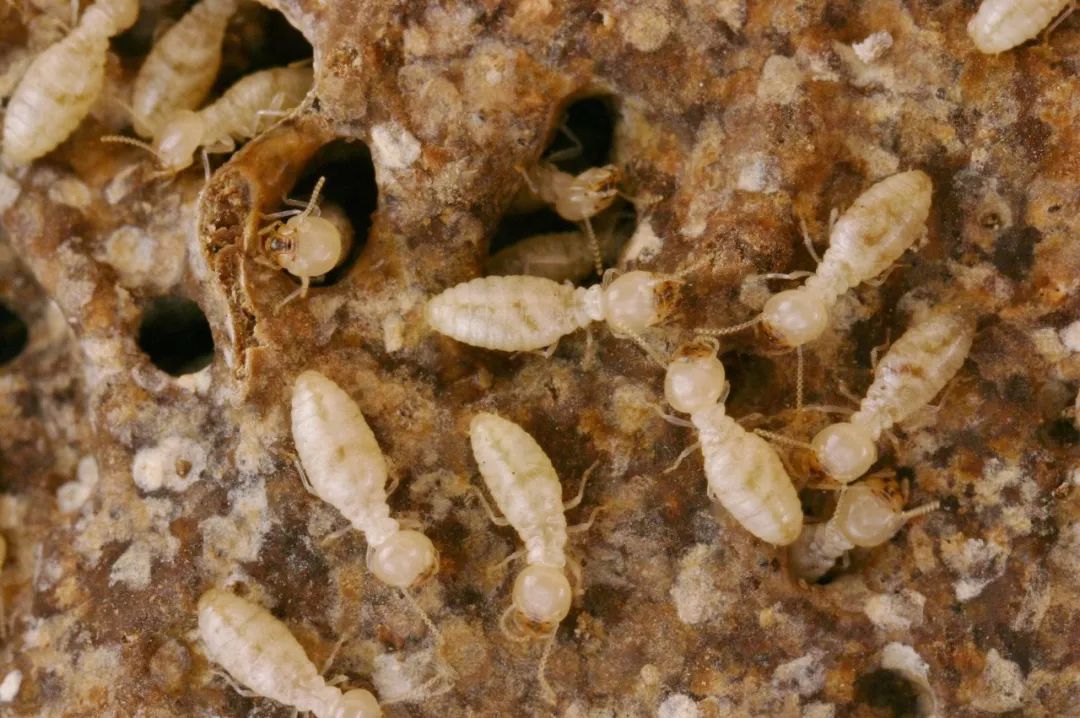 巴西东北部的白蚁文明4000年历史面积与英国相当