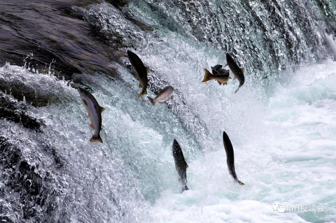 从史诗般的鲑鱼洄游说起,成功投资需要对冲"皮质醇"|谭校长一千零一夜