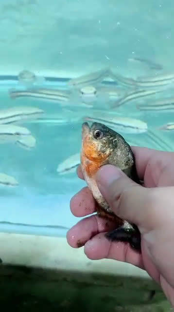 食人鱼混养铅笔鱼群两大水中猛宠相遇究竟哪一方会更猛一点