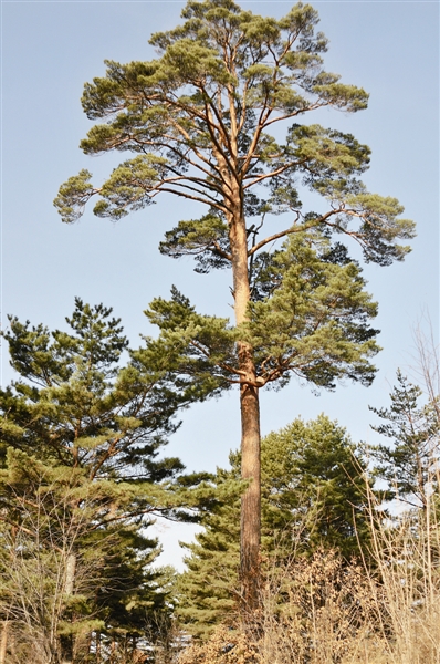 树木传奇长白美人松谜一样的神奇存在