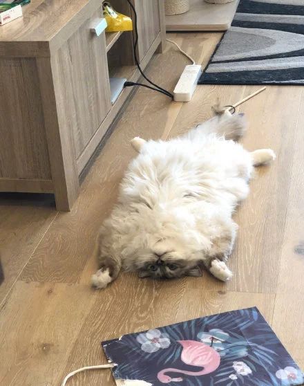 这只猫因为身体是正方形,经常会被人以为是门垫.