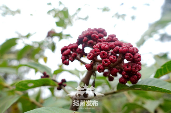 重阳节插的究竟是什么茱萸?你可以在扬州这两个景区找到