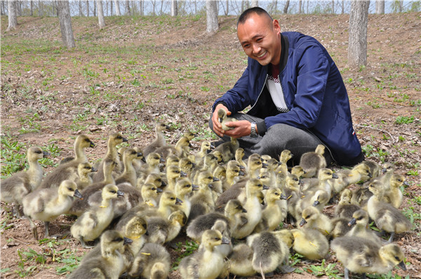 【新春走基层】连云港"大雁哥"2年网售2万余只大雁 销售额800余万