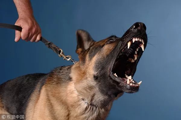 狗主人要赔5000元,只因她的狗经常半夜做这件事