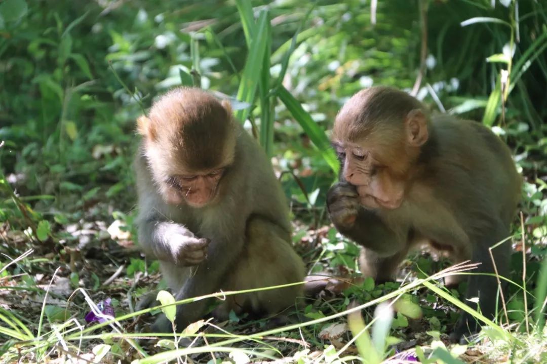 马松|猕猴|贤良_新浪新闻