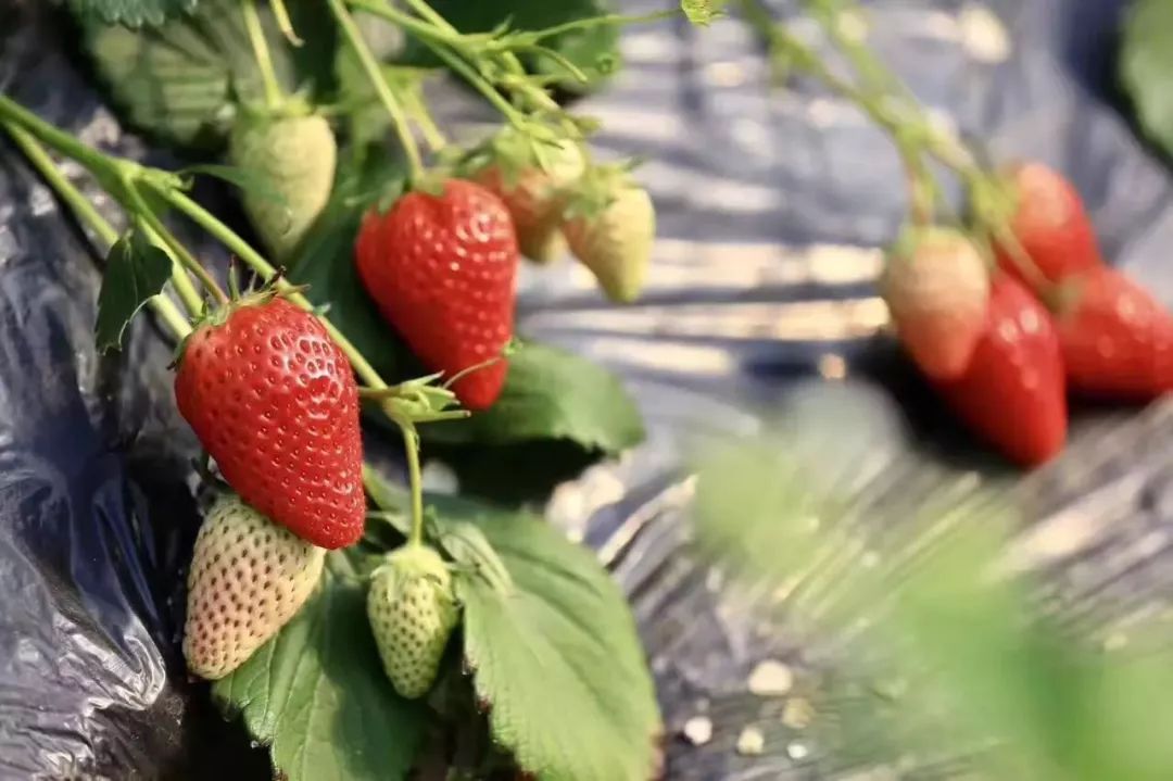 超好吃的章姬奶油草莓又回来啦!