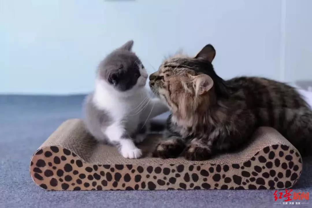 ↑克隆“大蒜”（左）和猫妈妈。图据希诺谷公司微信公众号
