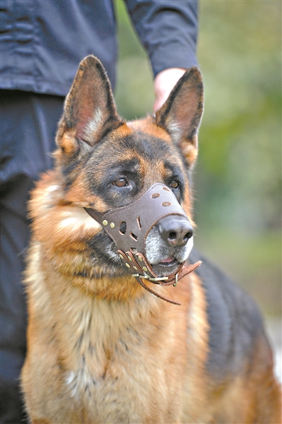 身怀绝技的"汪星人"|警犬|搜爆犬|秦刚_新浪新闻