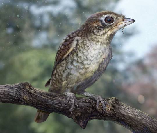 1亿年前琥珀中现被吃剩的鸟化石古鸟长这样图