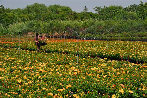 太惊艳昆山这个地方竟有200000㎡油菜花海简直美成了仙境