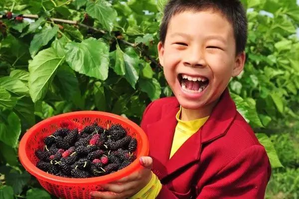 天呐!江西人,你还敢吃桑葚吗?赶紧看吧,别怪我没提醒你!