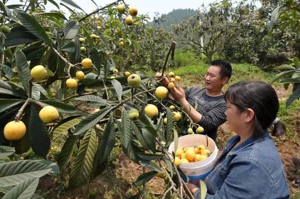 青白江也是个著名的水果基地,也有很多枇杷可以吃哈~ 天 府 庄 园 ▼